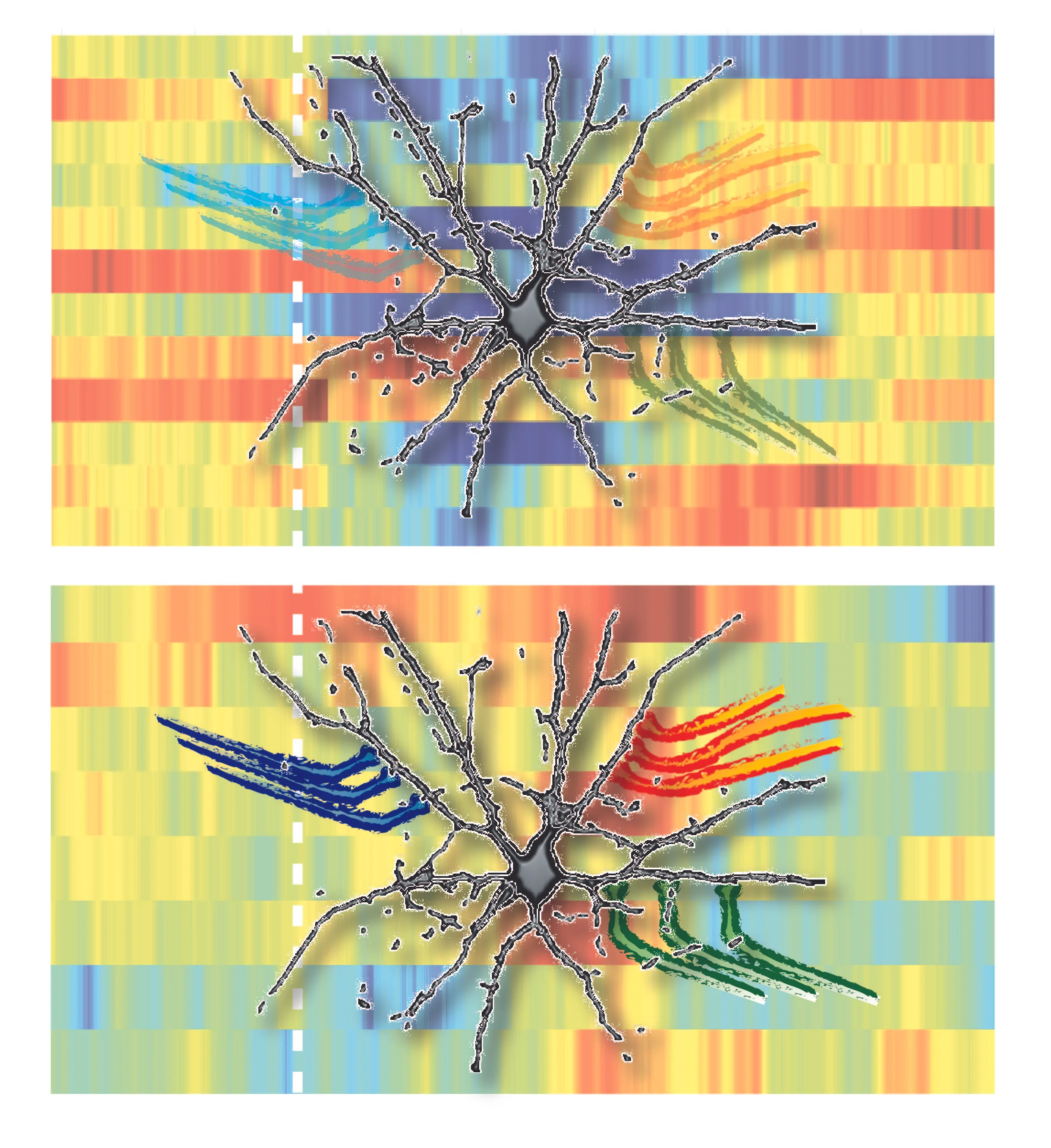 Research Identifies Complex Of Neurons >> Research Projects Calipari Lab Research Identifies Complex Of Neurons >> Research Projects Calipari Lab