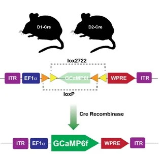 Using Cre-recombinase to express transgenes in a cell-type specific fashion in vivo. 