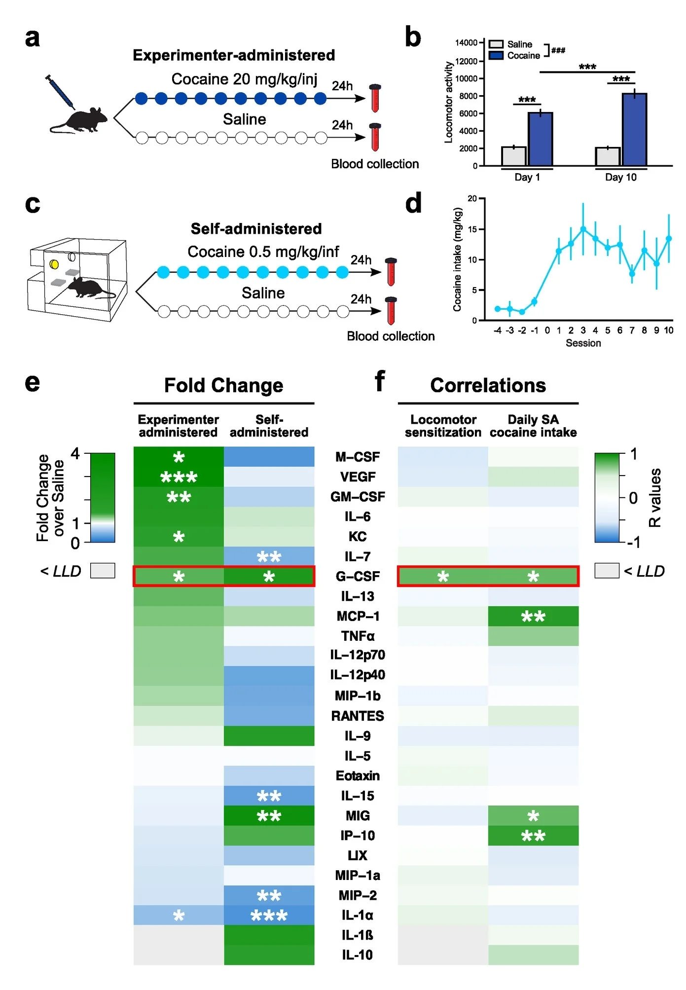 Fig. 1 Serum multiplex analysis after self- and experimenter-administered cocaine in mice . a Timeline of experimenter-administered chronic cocaine injections. b Cocaine resulted in robust locomotor sensitization. c Timeline of cocaine self-administration in mice. d Average daily intake of cocaine across self-administration sessions. e Multiplex serum analysis of 32 chemokines, cytokines, and growth factors after experimenter- or self-administered cocaine. For each analyte, the heatmap depicts fold-change values compared to the respective saline group. Correlation heatmap of individual analyte levels with either locomotor sensitization (Day 10/Day 1) or daily intake of cocaine