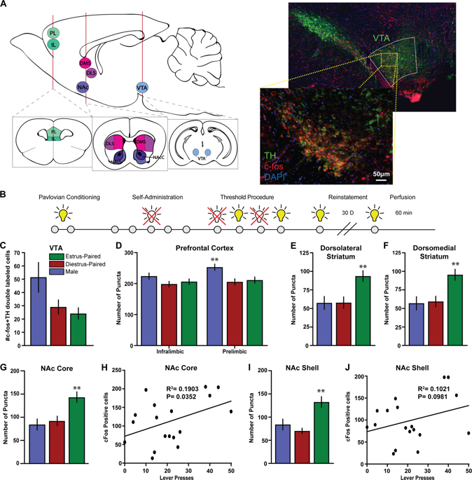 Figure 4. Mesolimbic and mesocortical activation patterns that underlie enhanced cue effects on motivation . c Number of c-fos+ and TH+ double-labeled cells in the VTA across groups. d c-fos+ and NeuN+ double-labeled cells in the infralimbic and prelimbic regions of the prefrontal cortex, *p < 0.05 compared to diestrus group (e) dorsolateral striatum, *p < 0.05 compared to male group (f) dorsomedial striatum, (g) NAc core, *p < 0.05 compared to male group and (i) NAc shell, *p < 0.05 compared to diestrus-paired group. h Correlation between number of lever presses and number of double-labeled c-fos+ and NeuN+ cells in the NAc core or (j) NAc shell.