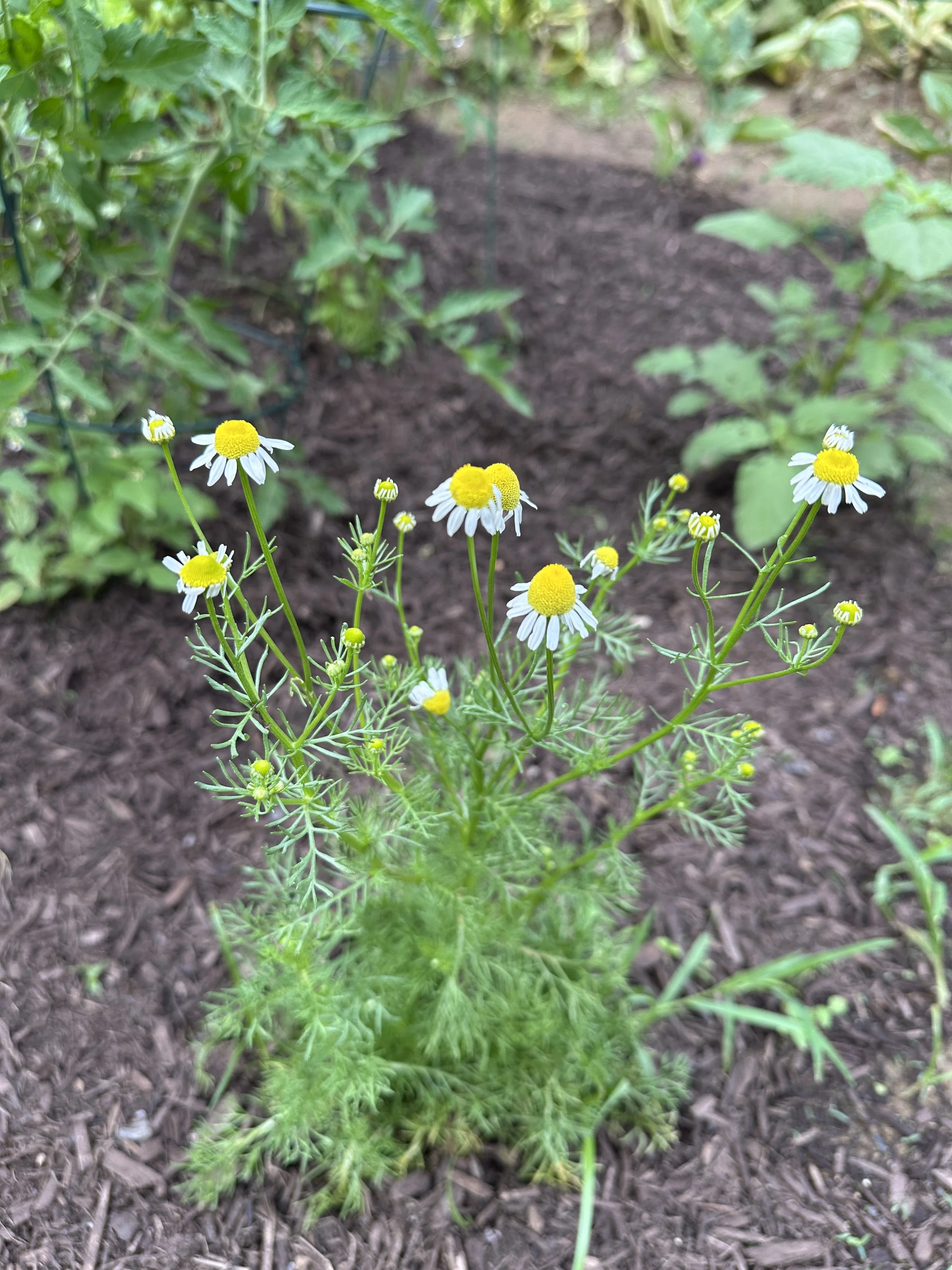 IMG_5989.jpeg