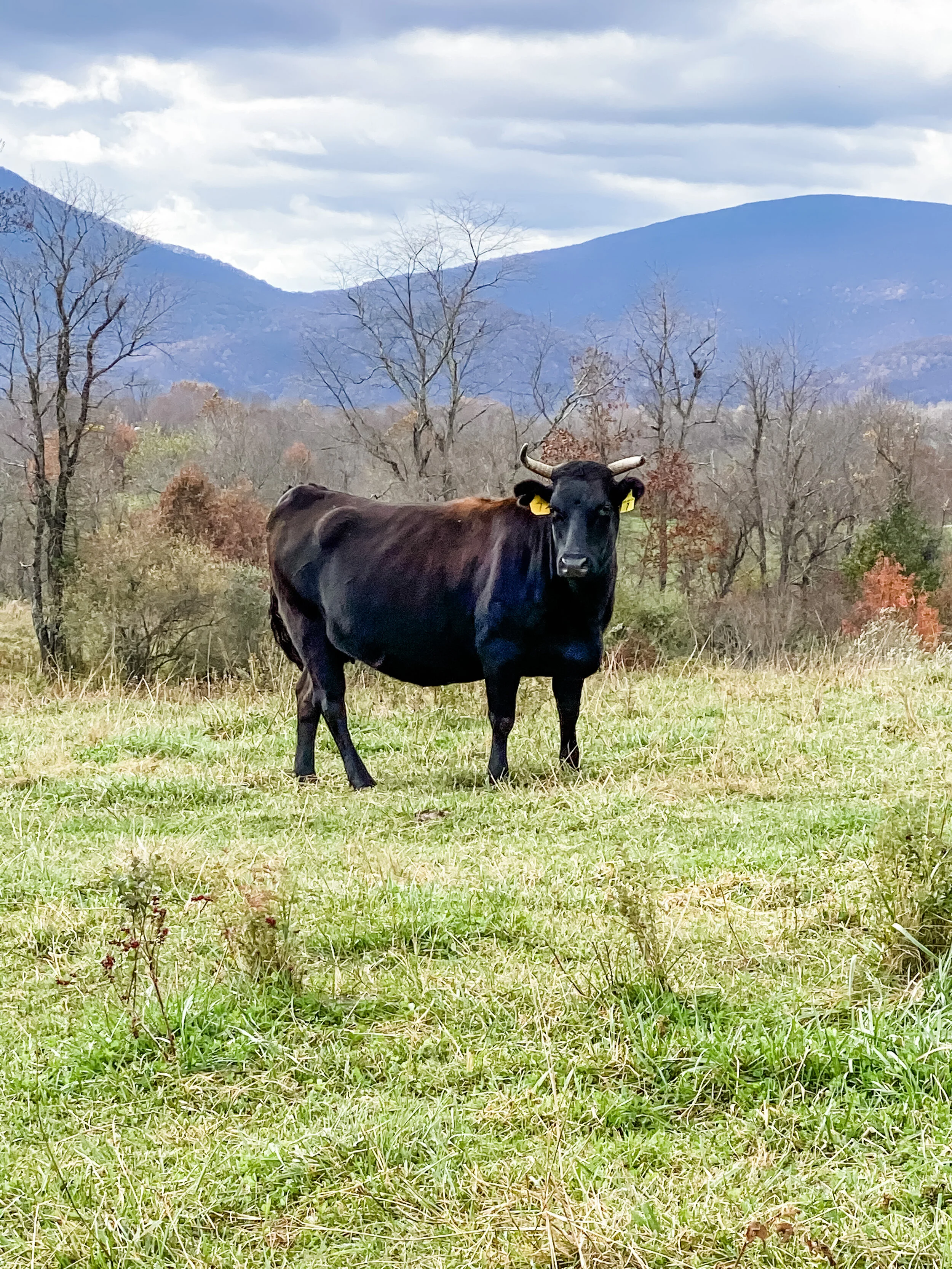 Eat Local - River Jordan Farm Wagyu Beef