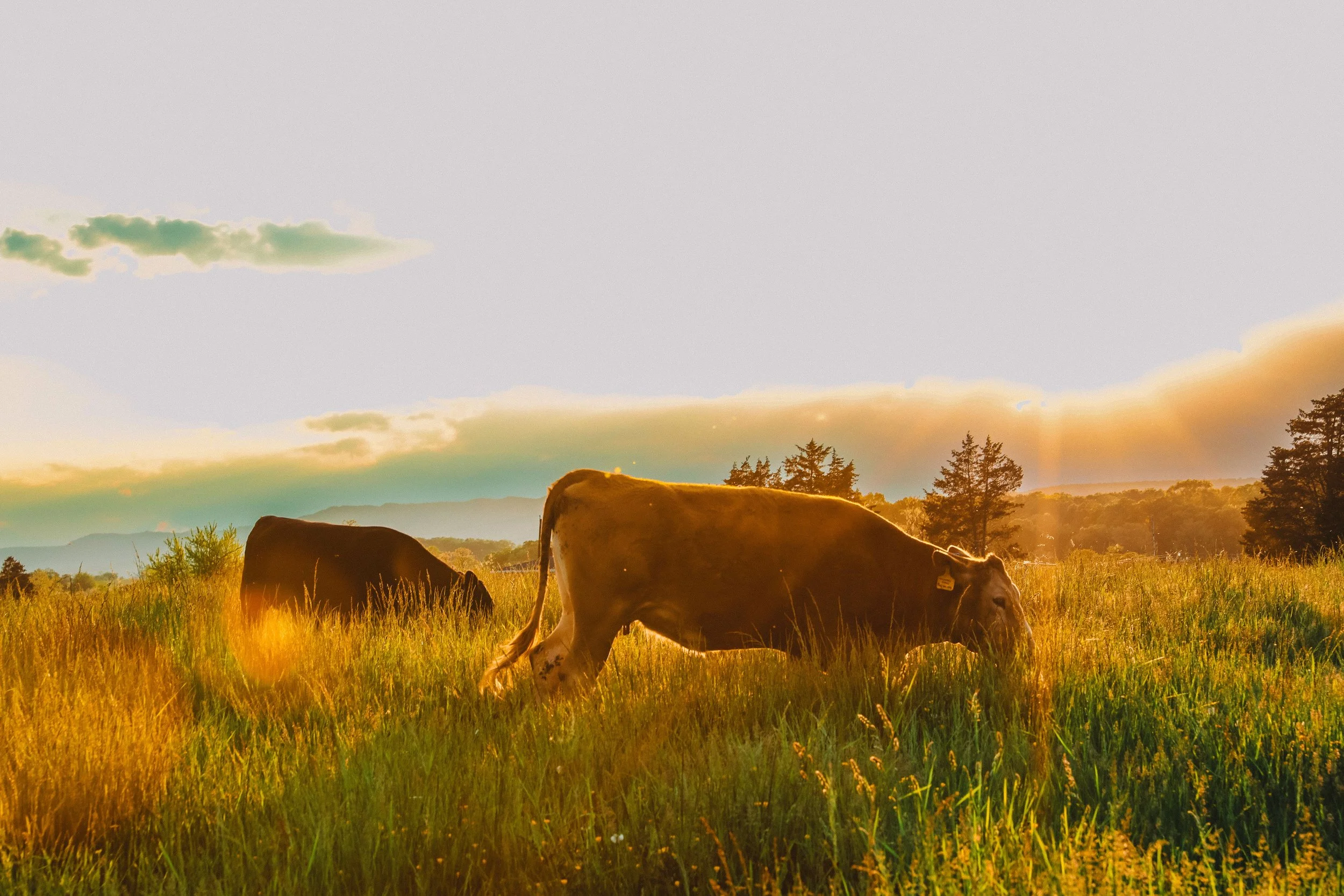 Shopping Small, Steaks and other Thoughts...