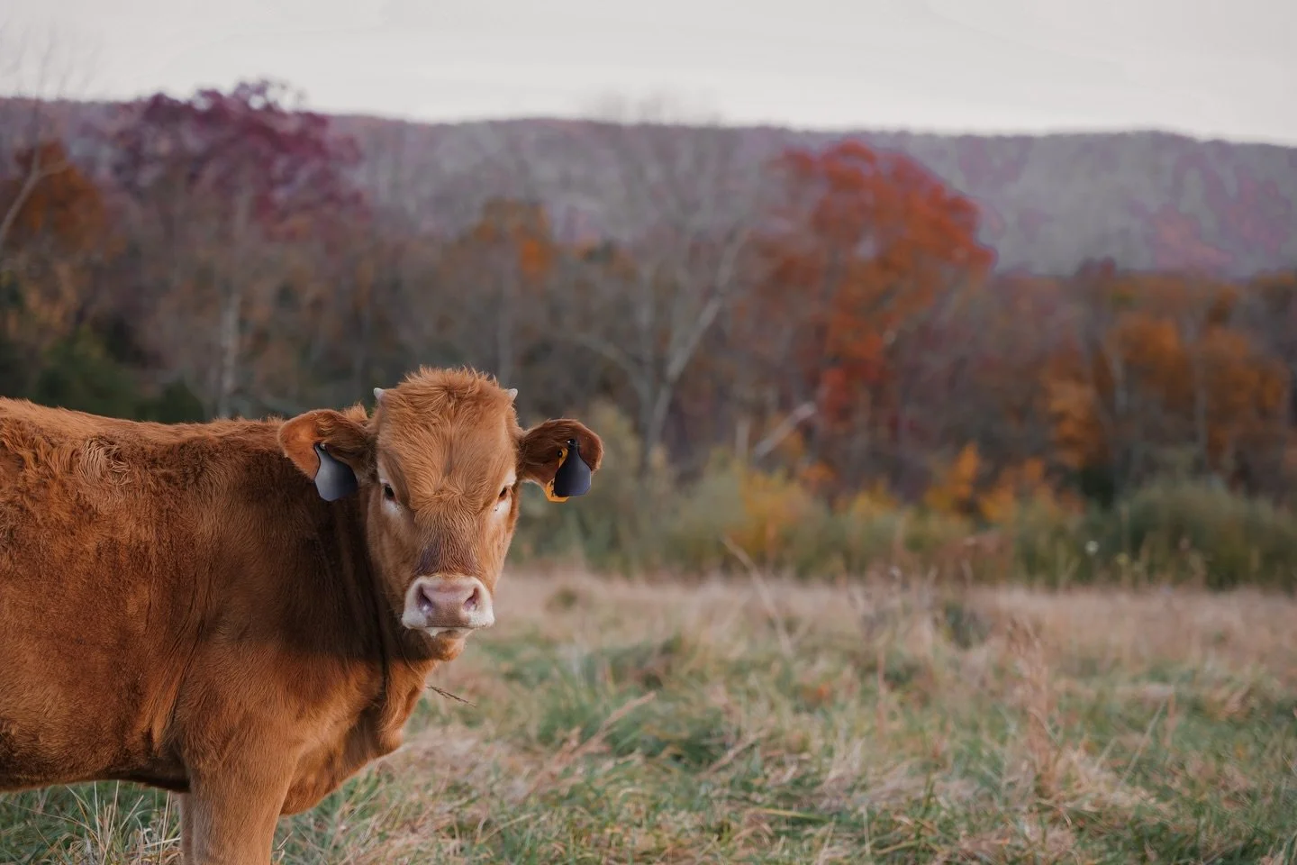 THANKFUL 🤍

Happy Thanksgiving from ours to yours 🤍

#thanksgiving #farmlife #countryliving