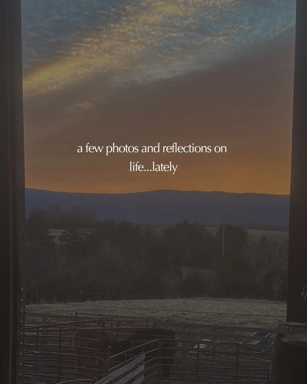 Missing the days when Instagram was more of a time capsule. So heres mine 🤍

#farmlife #cattle #akaushi