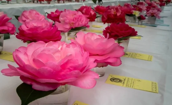 See gorgeous displays of camellia blooms on March 10 during the annual Camellia Flower Fair & Plant Sale, a free event hosted by the Charlotte Camellia Society. 