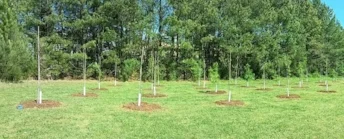 The nonprofit TreesCharlotte is giving away free trees on March 10 at its headquarters on Tuckaseegee Road. 