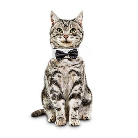  Classy Feline Bowtie Cat Collar, $3.49 (was $6.99). 