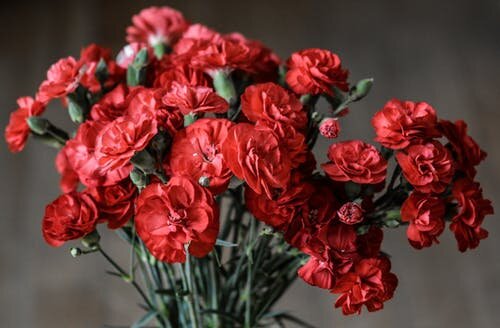 Pexels Red Flowers.jpg
