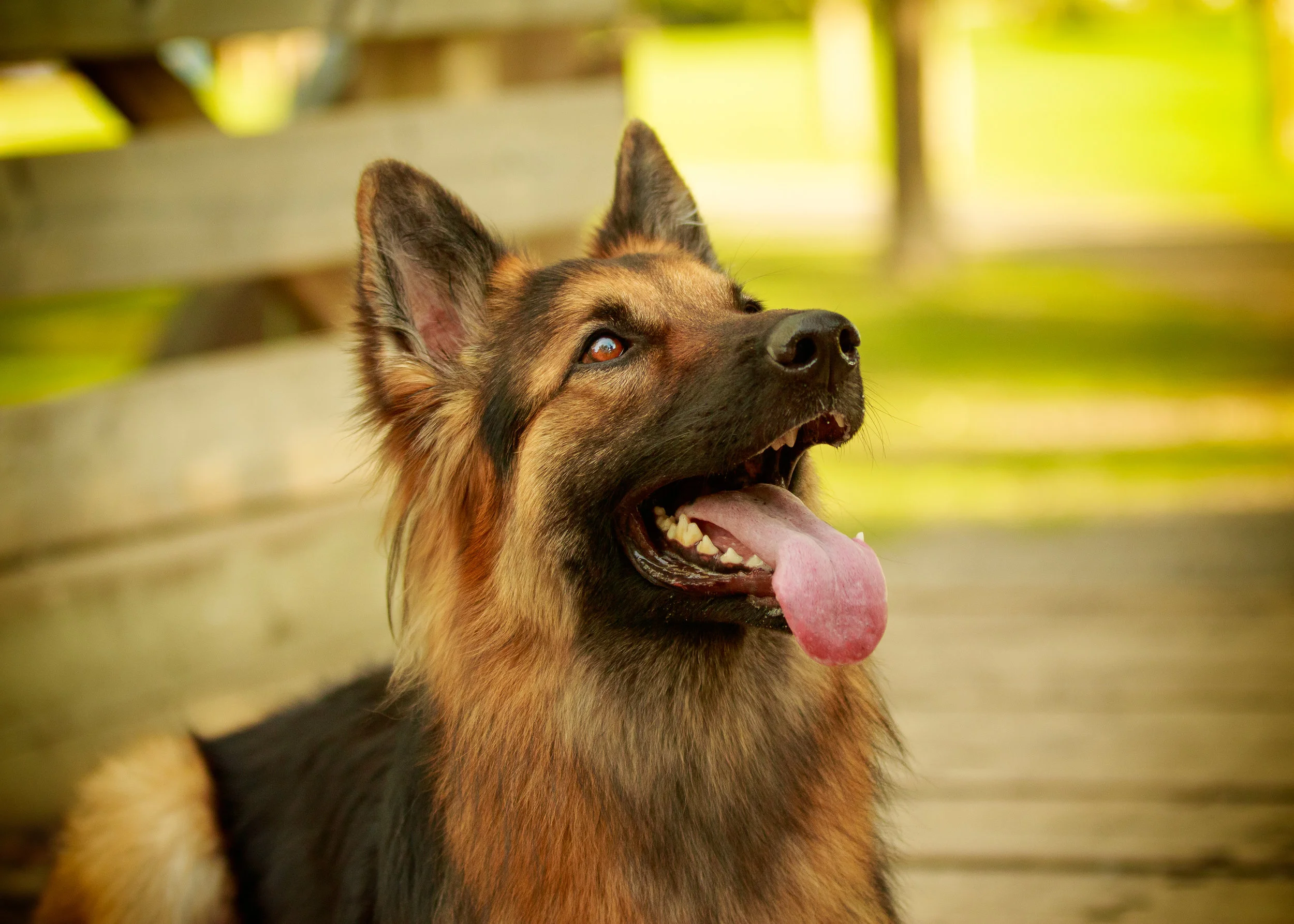Dog-3.jpg
