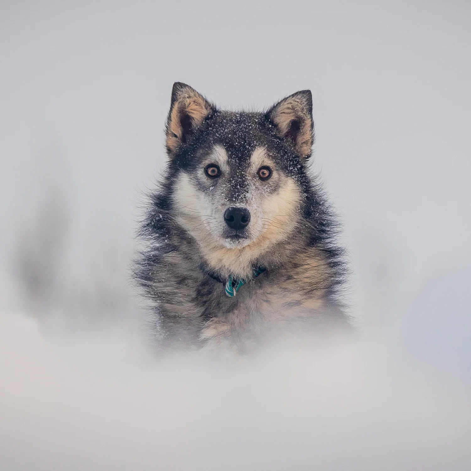 The-dog-with-a-bow-photography-calgary-cochrane-8.jpg