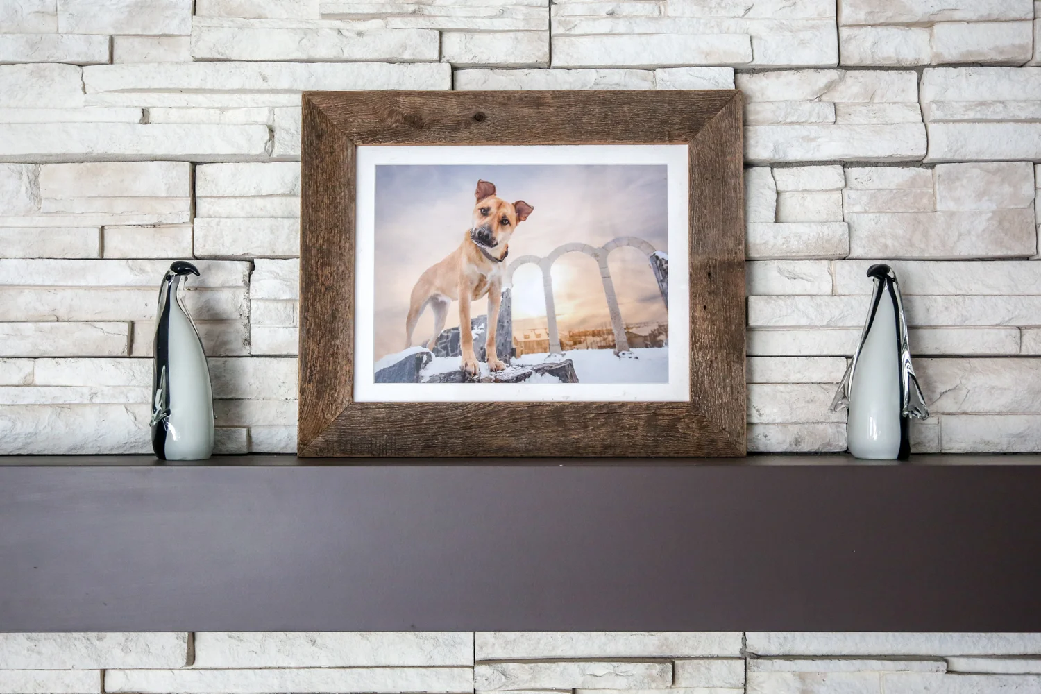 Cattle Dog on rocks with arches in background.jpg