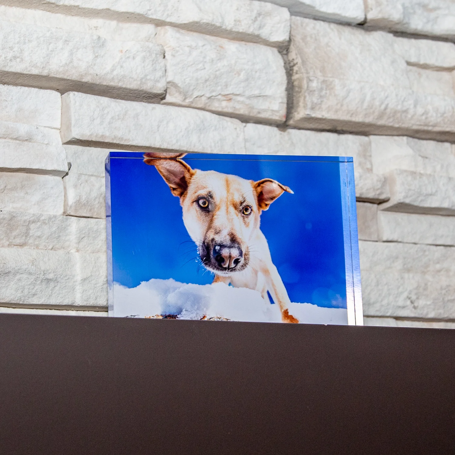 The-dog-with-a-bow-photography-calgary-cochrane-4.jpg