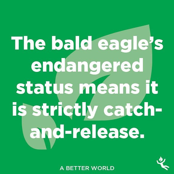 : a better world. 
#saveearth #earthday #nature #world #earth #green #greenpeace #outdoors #naturelover #bald #eagle #america #patriot #hunt #hunting #fishing #catchandrelease #endangered #endangeredspecies #rules #birdwatching #roost #hide #talons #