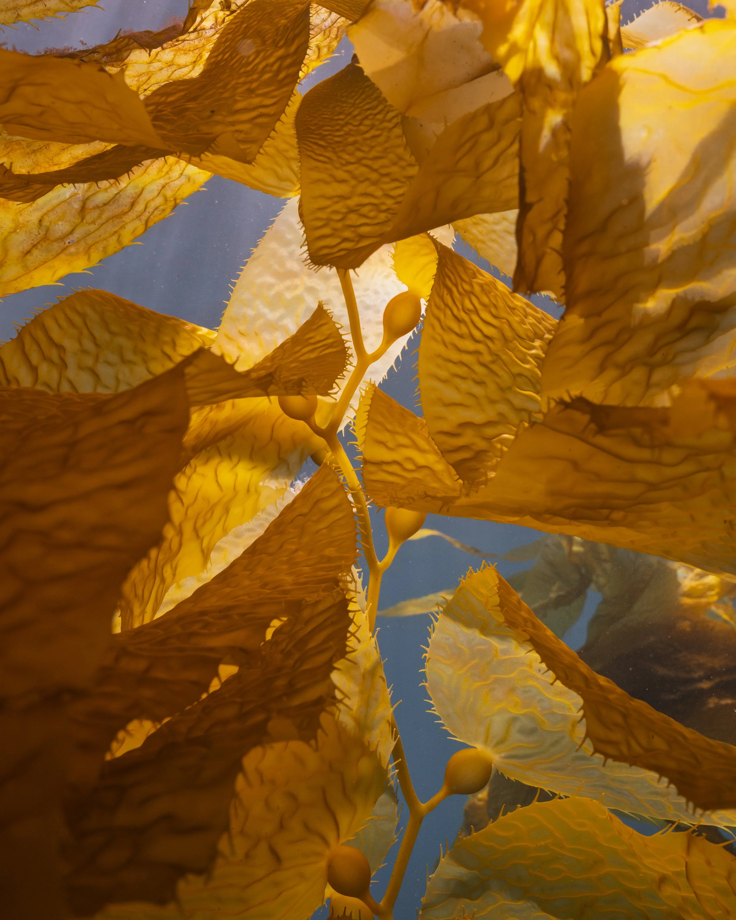 Gold Leaf.jpg