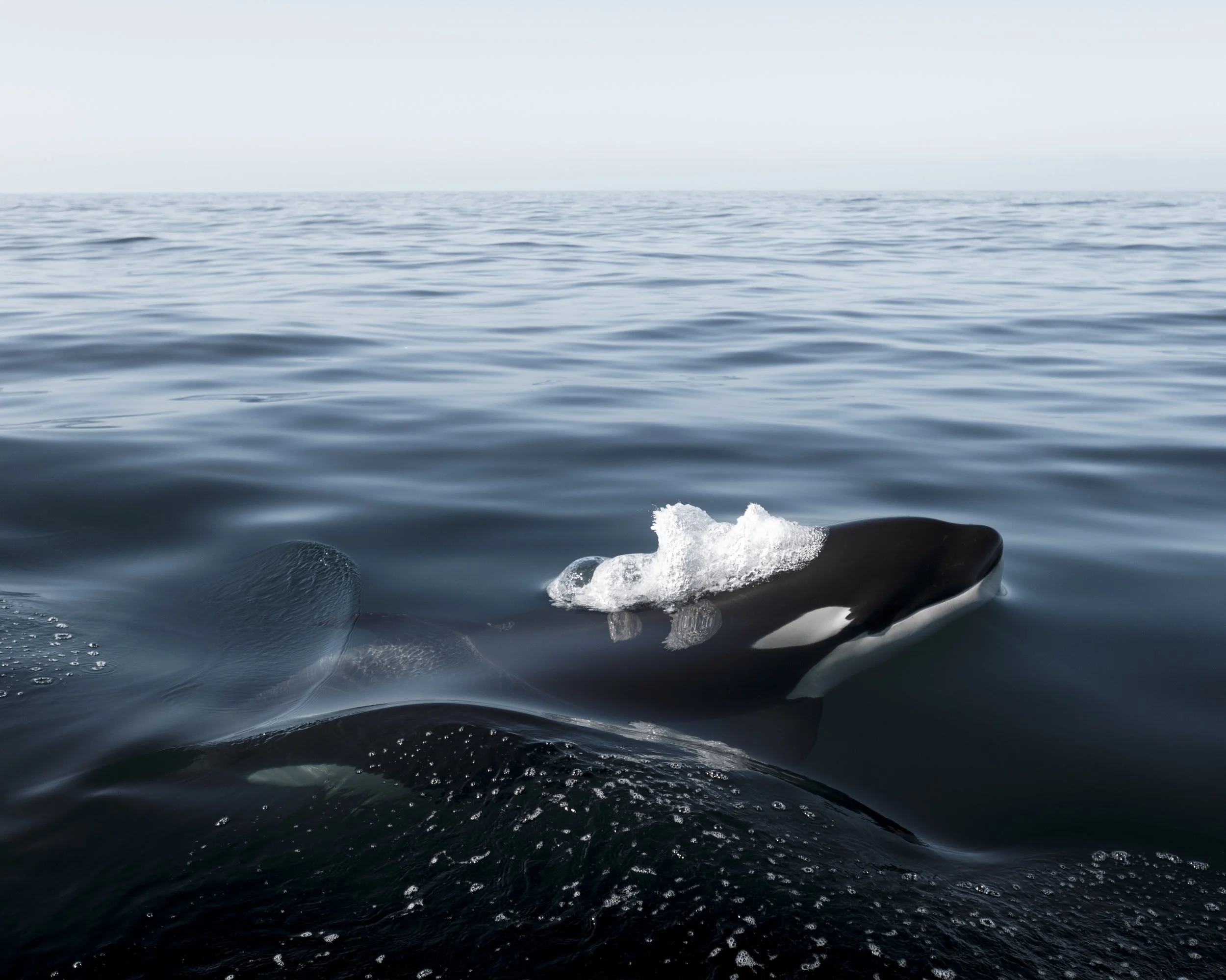 California Killer.jpg