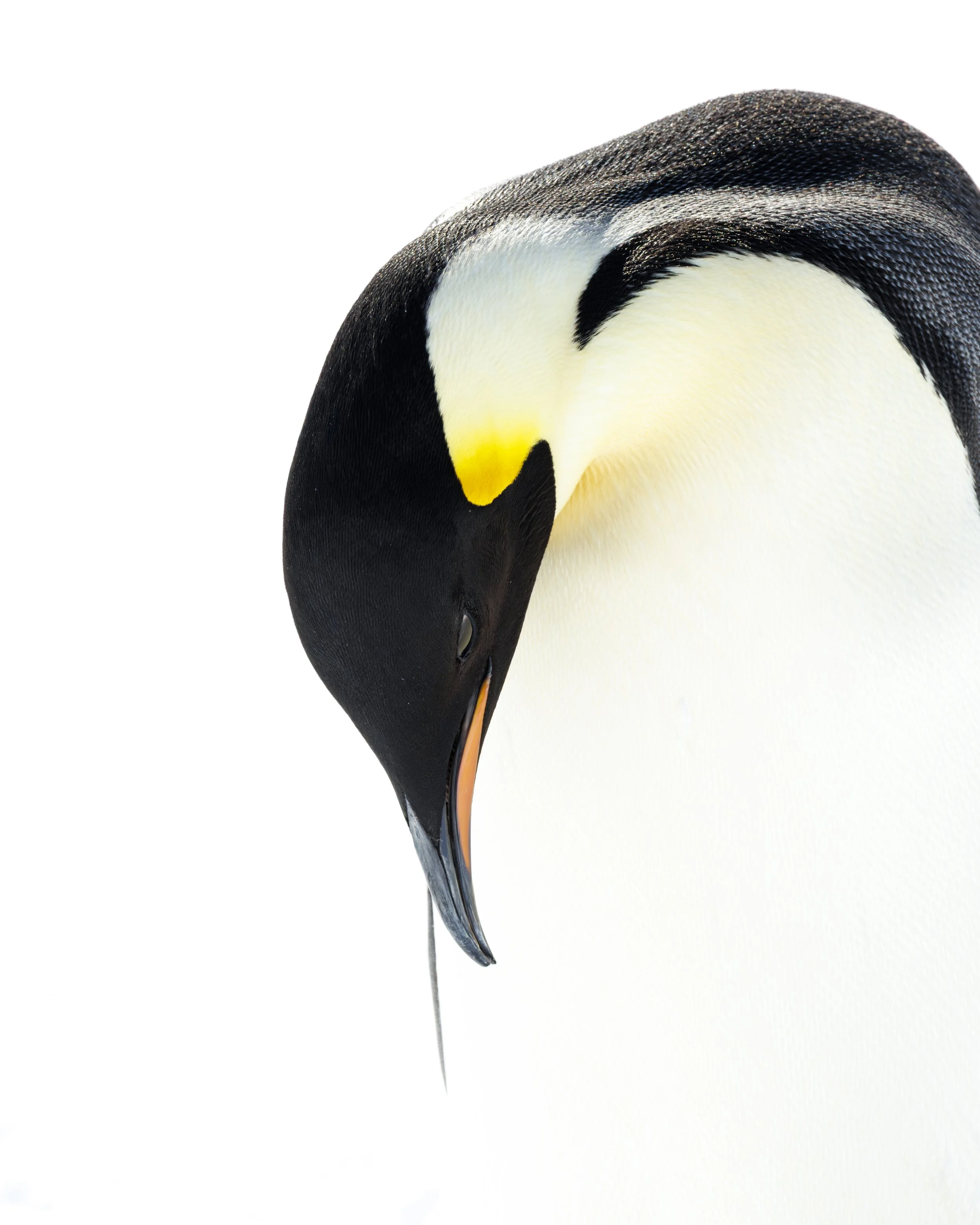 Portrait of an Emperor.jpg