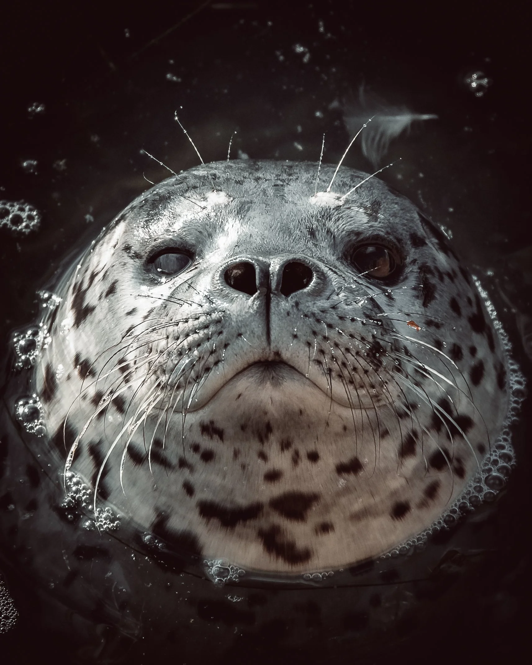 Pup.jpg