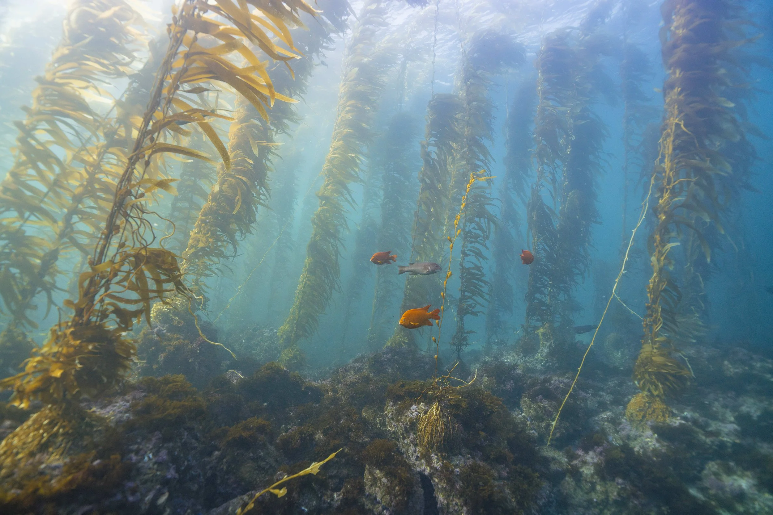 DSC03979-Enhanced-NR copy.jpeg