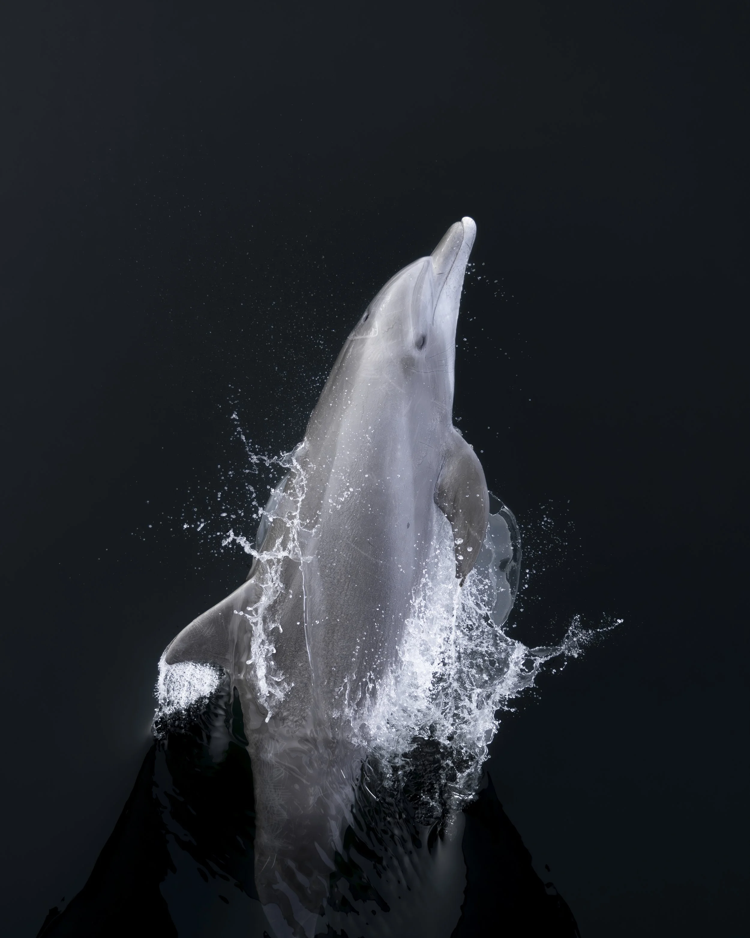 Bottlenose Dolphin Portrait.jpg