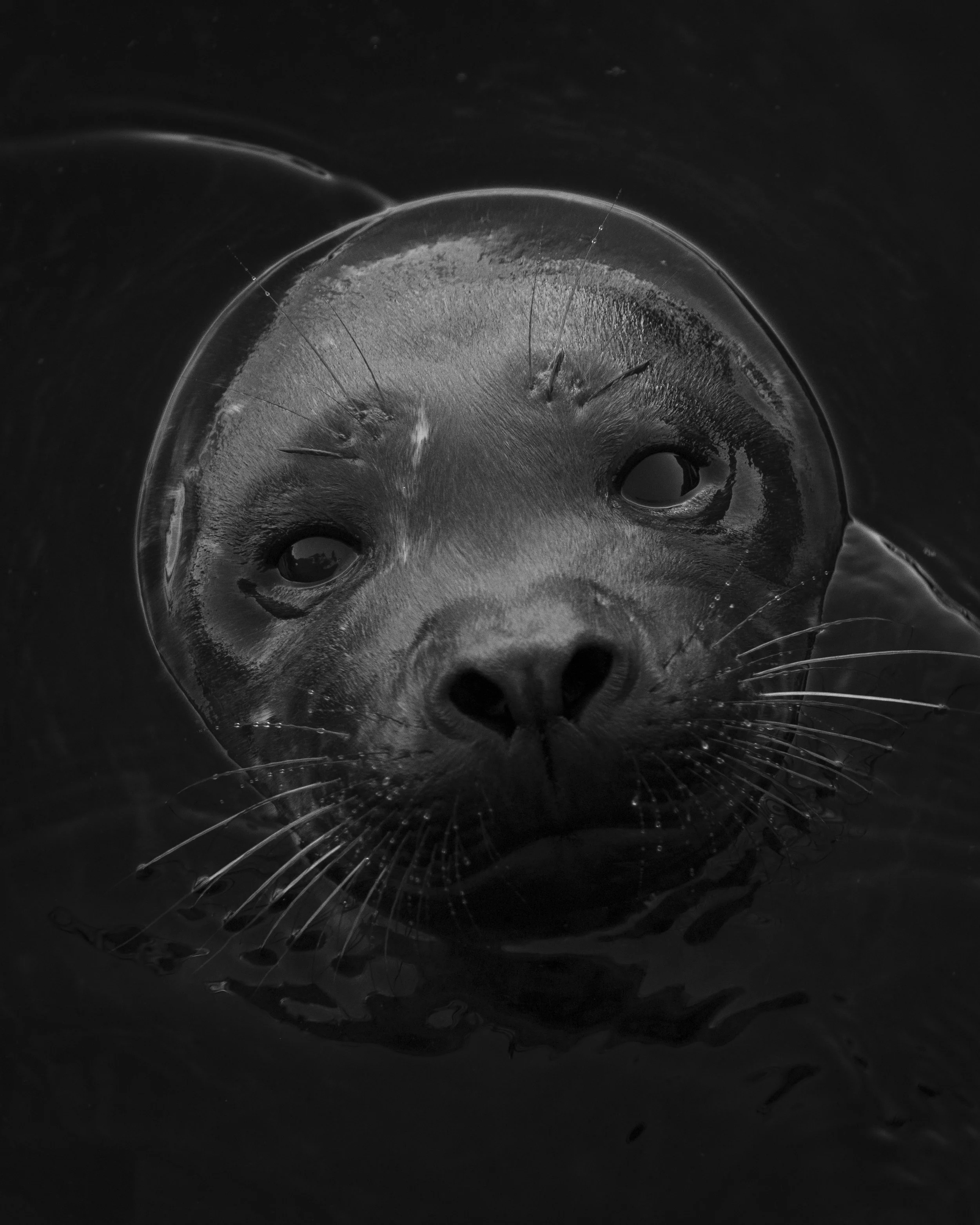 Harbor Seal Portrait 4.jpg