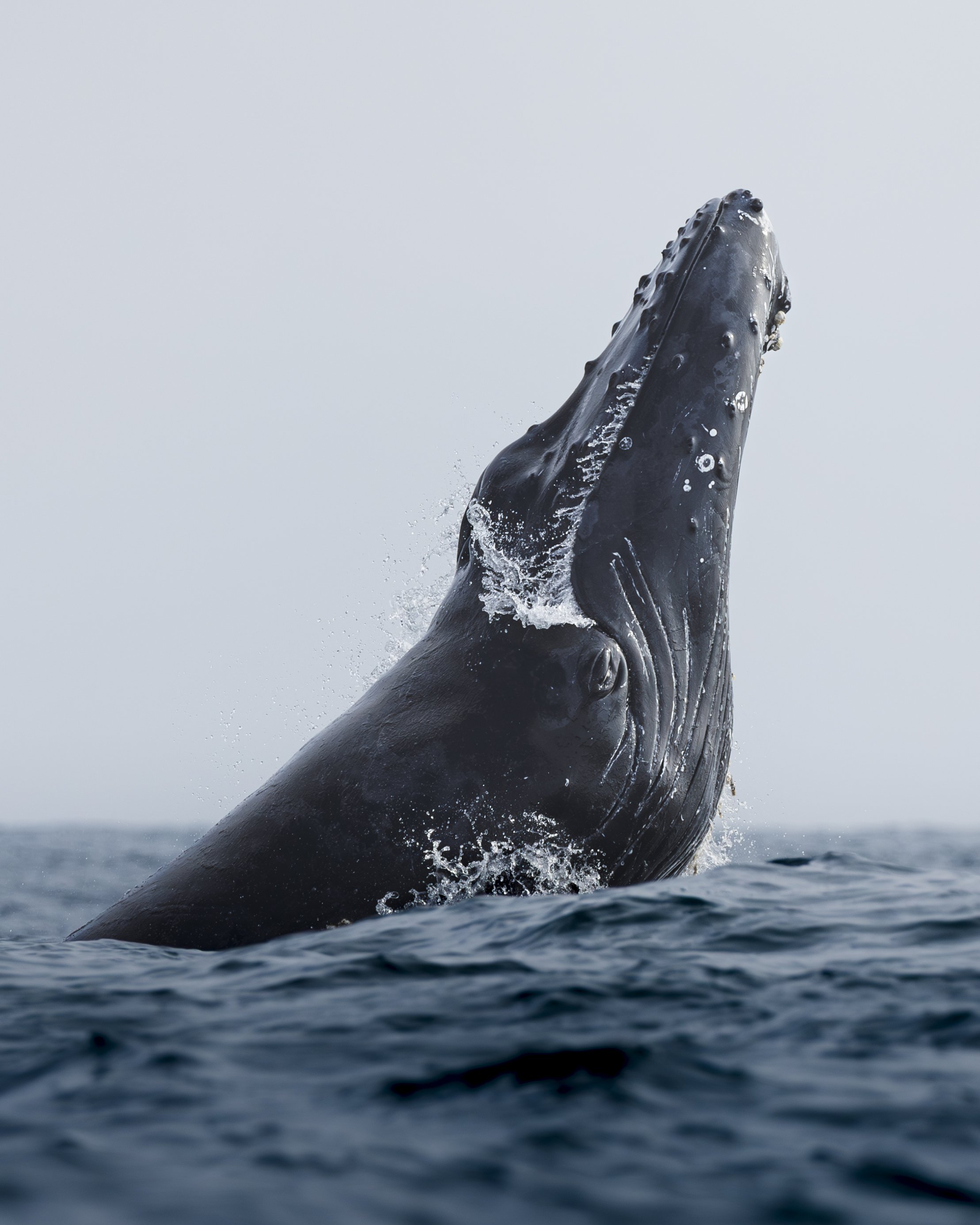 Humpback Whale Portrait.jpg