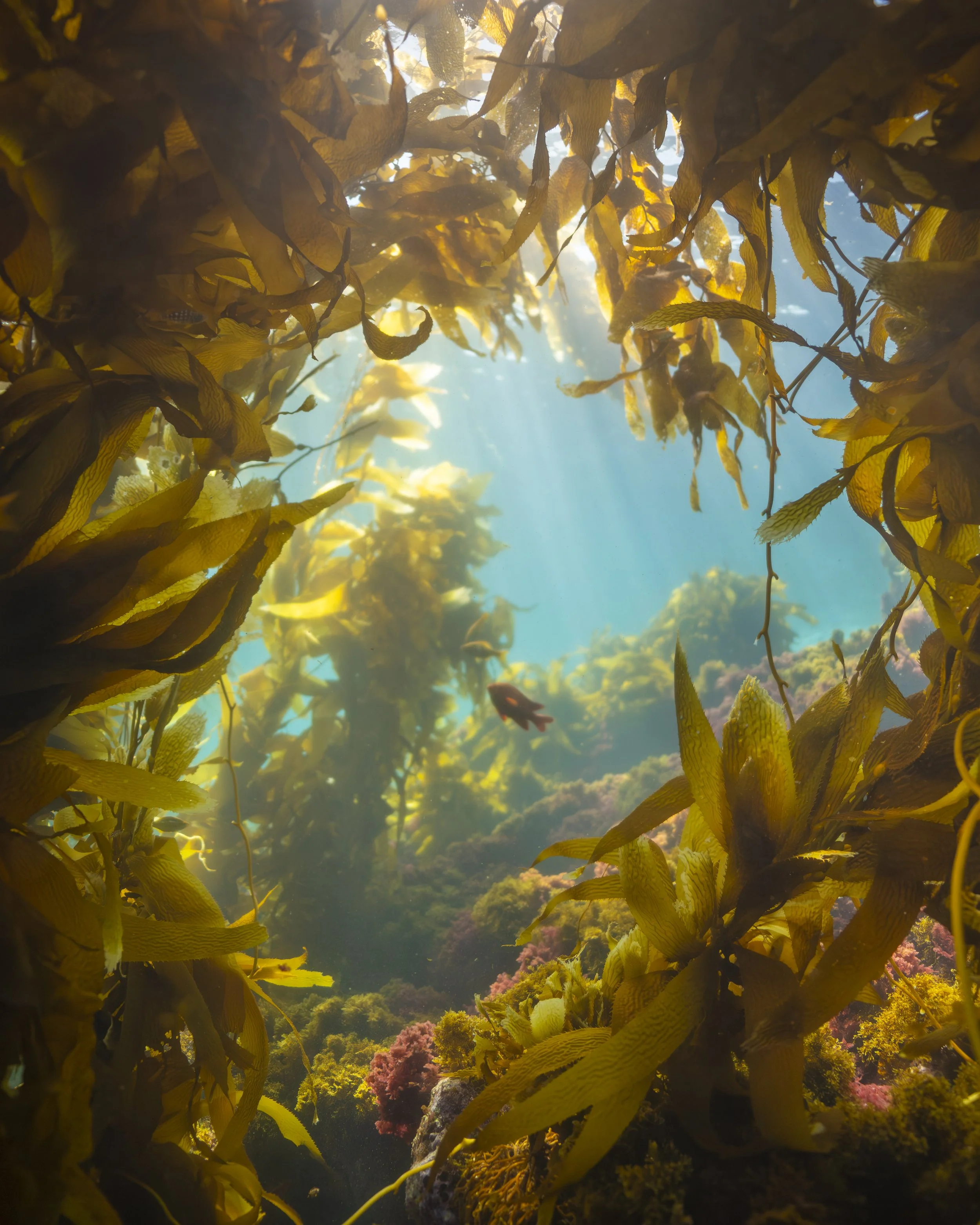 Kelp Window.jpg