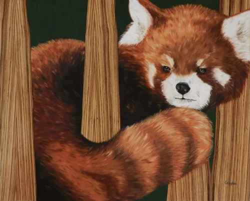 Red Panda