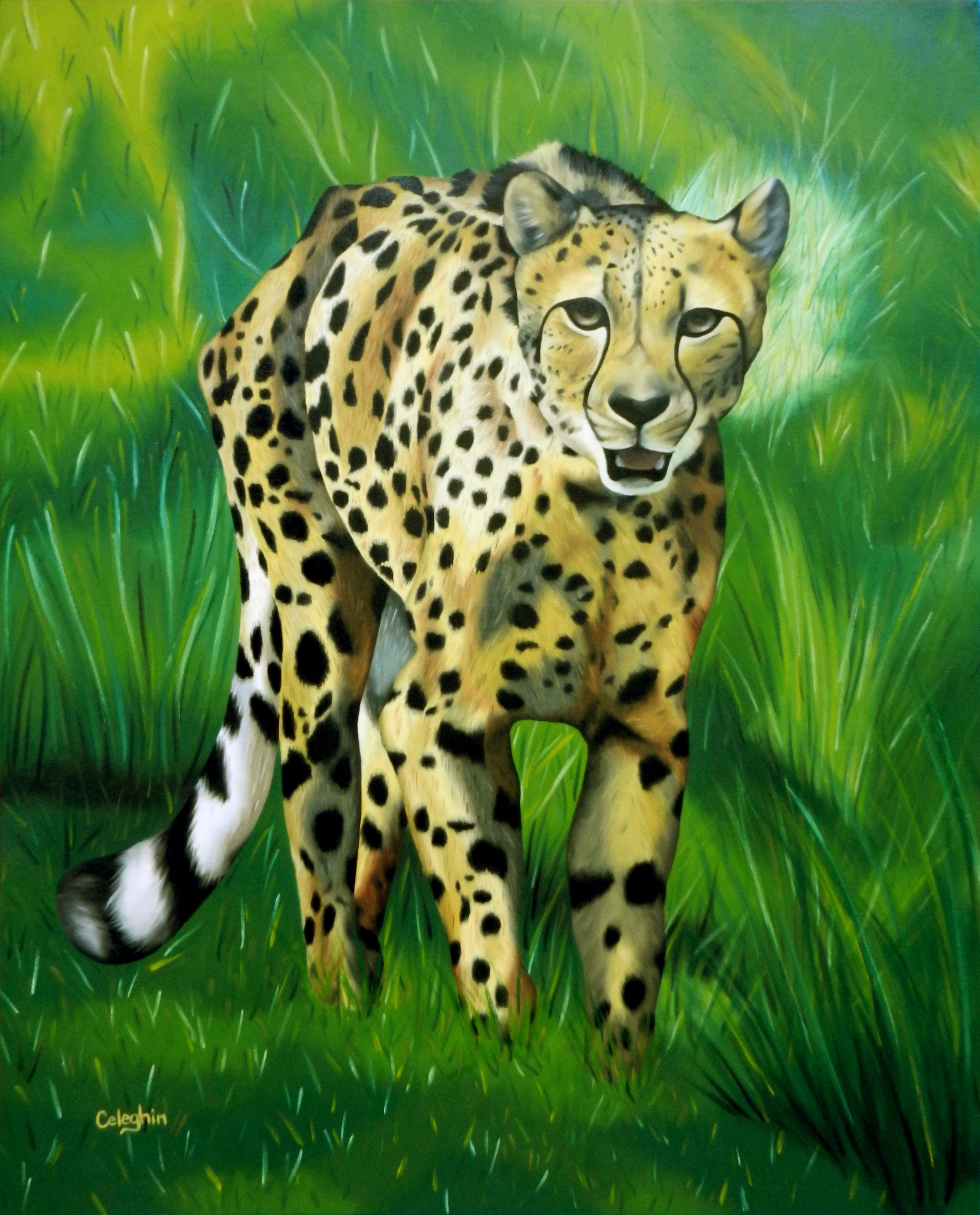 Kito - Cheetah