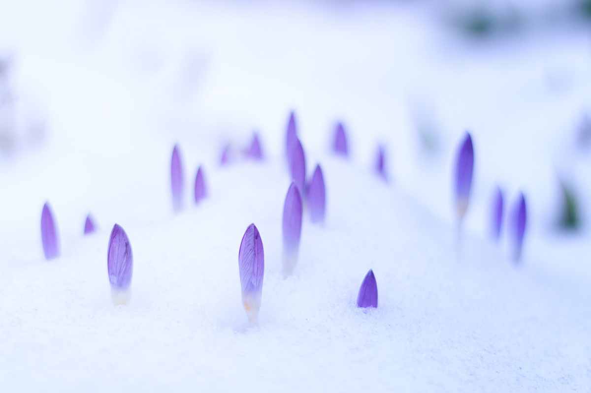 Photo by Johannes Plenio on Unsplash