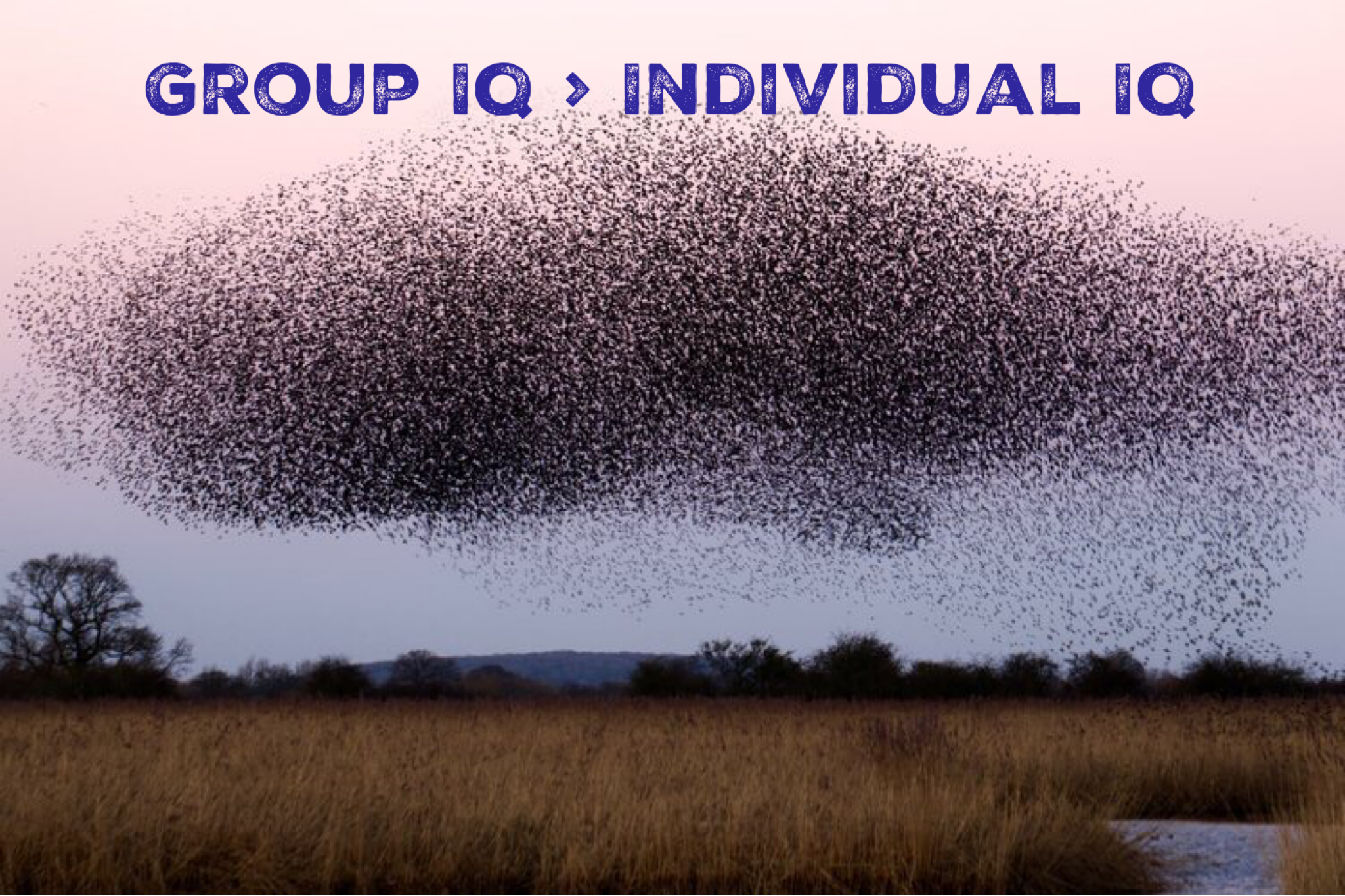 Group IQ &gt; Individual IQ