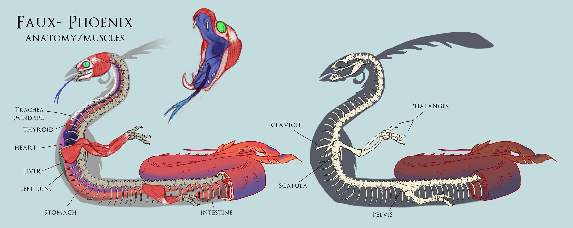 Легкие у змей. Строение змеи. Внутреннее строение змеи. Анатомия змей. Строение тела змеи.