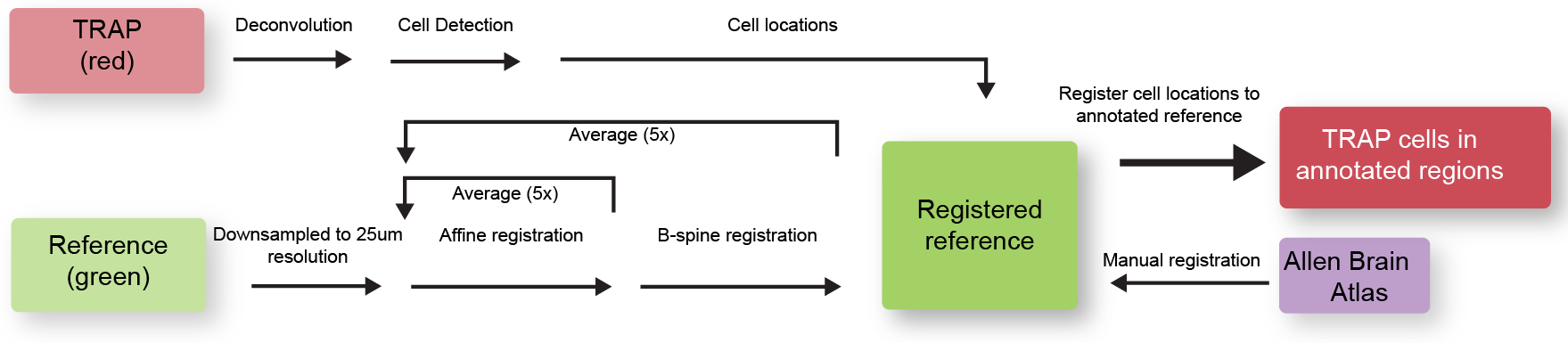 Data processing pipeline for image registration, cell detection, annotation and quantification 