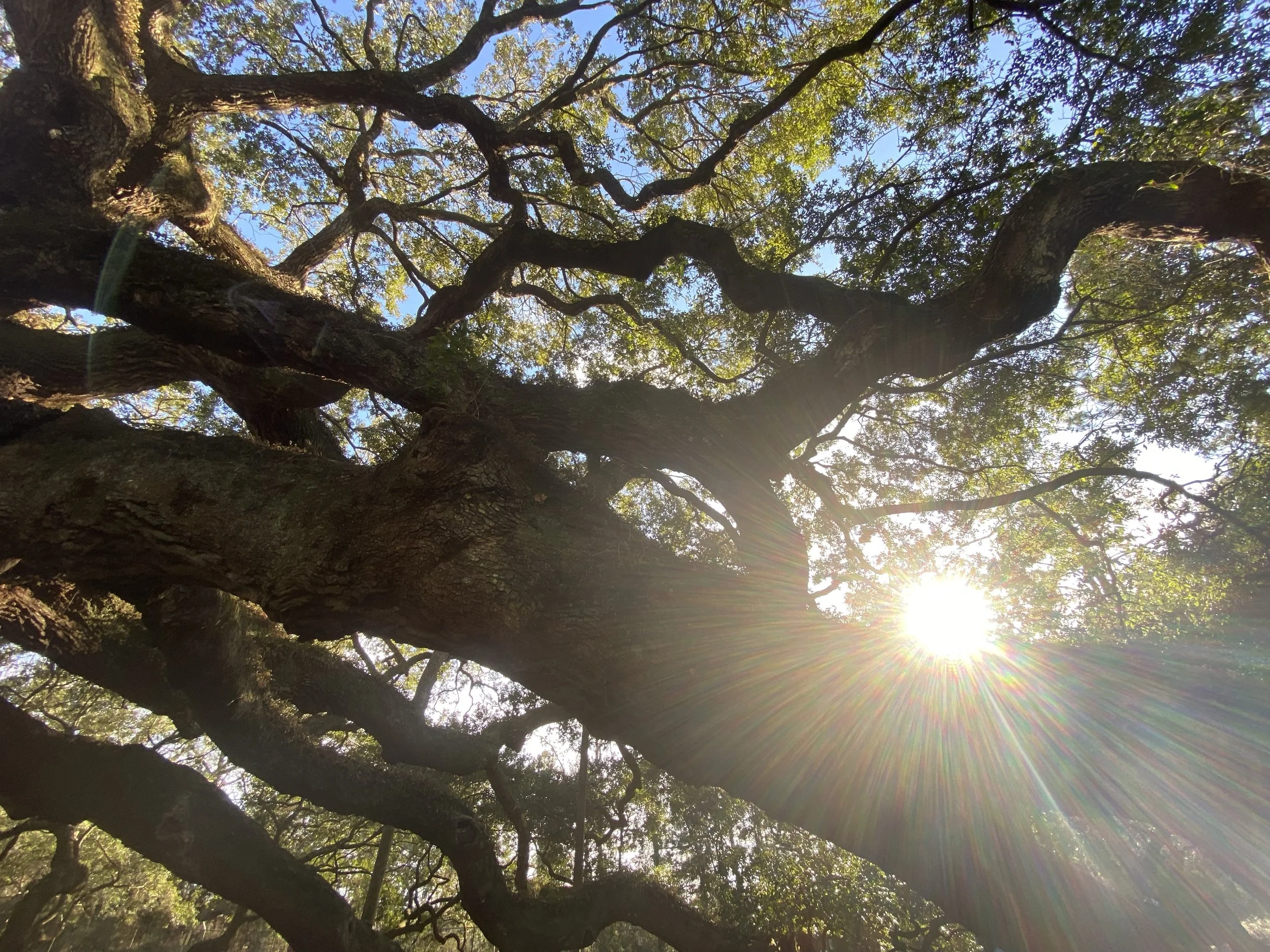 Tree branches and sunlight .jpg