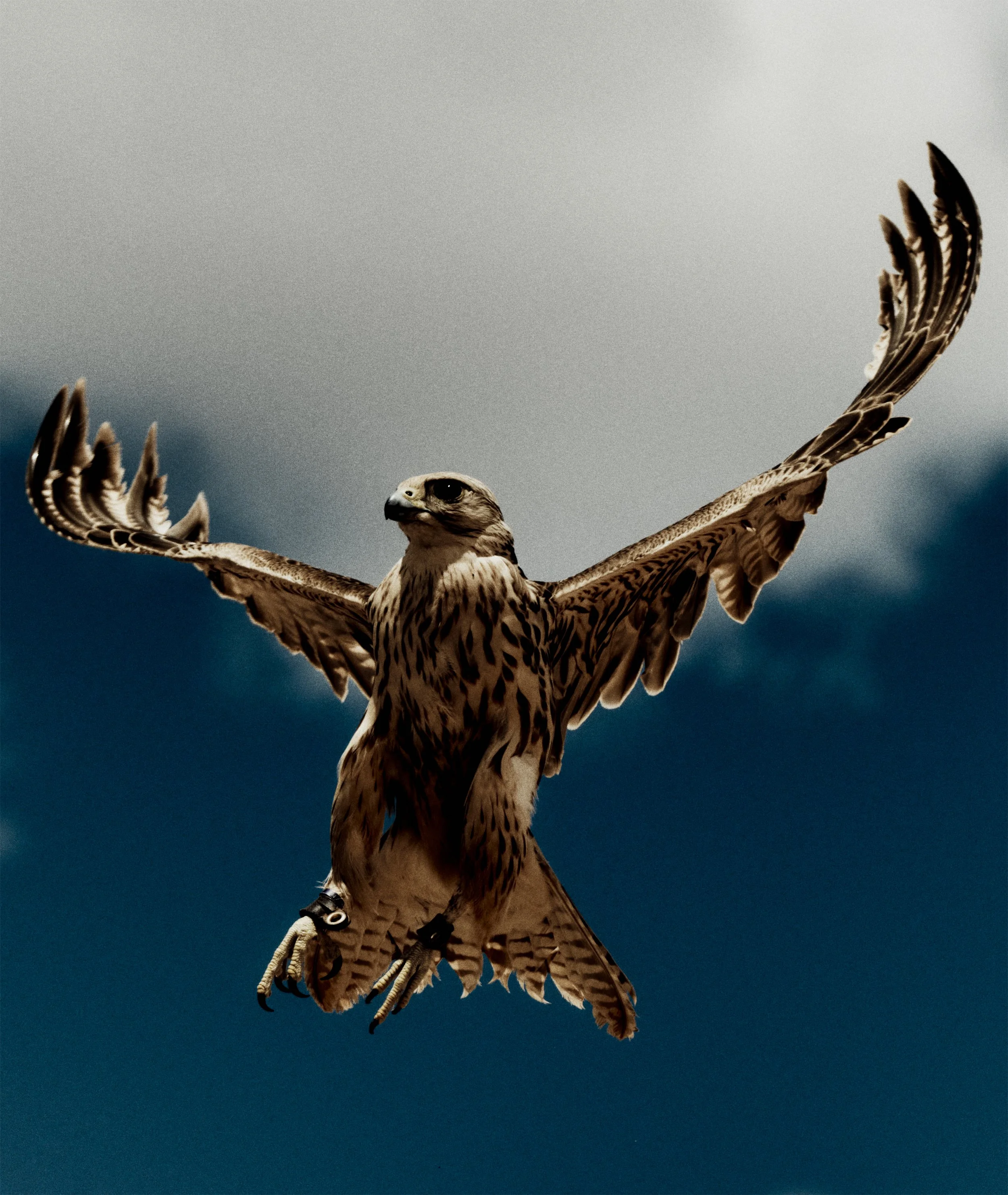 RG11HJ_FA24_GearUp_BIRDS_STILLS_1289_v1.jpg