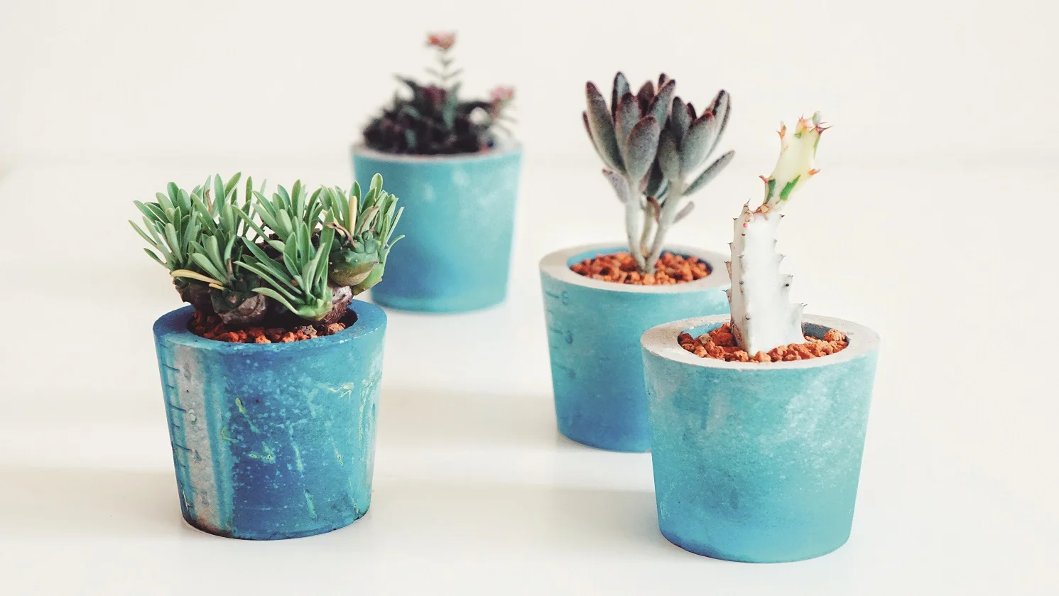 『日日多肉』手作植栽體驗課