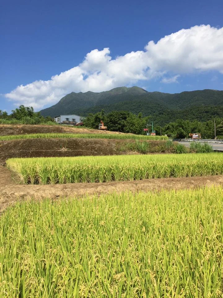 (照片取自「彩田友善農作」臉書)