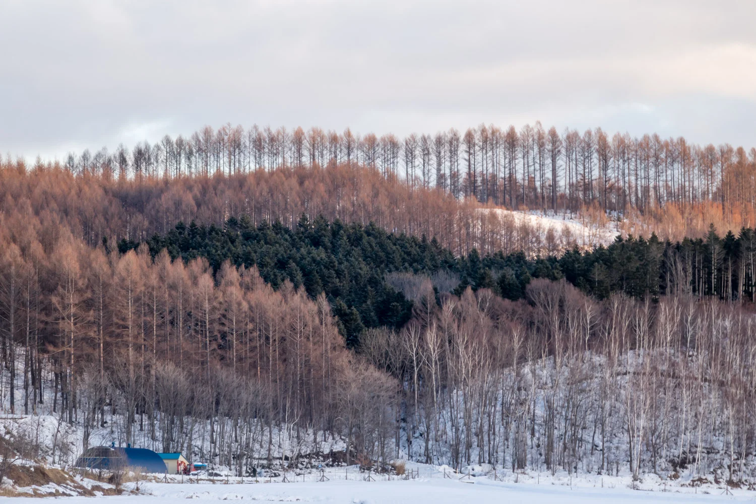 Snow6.jpg