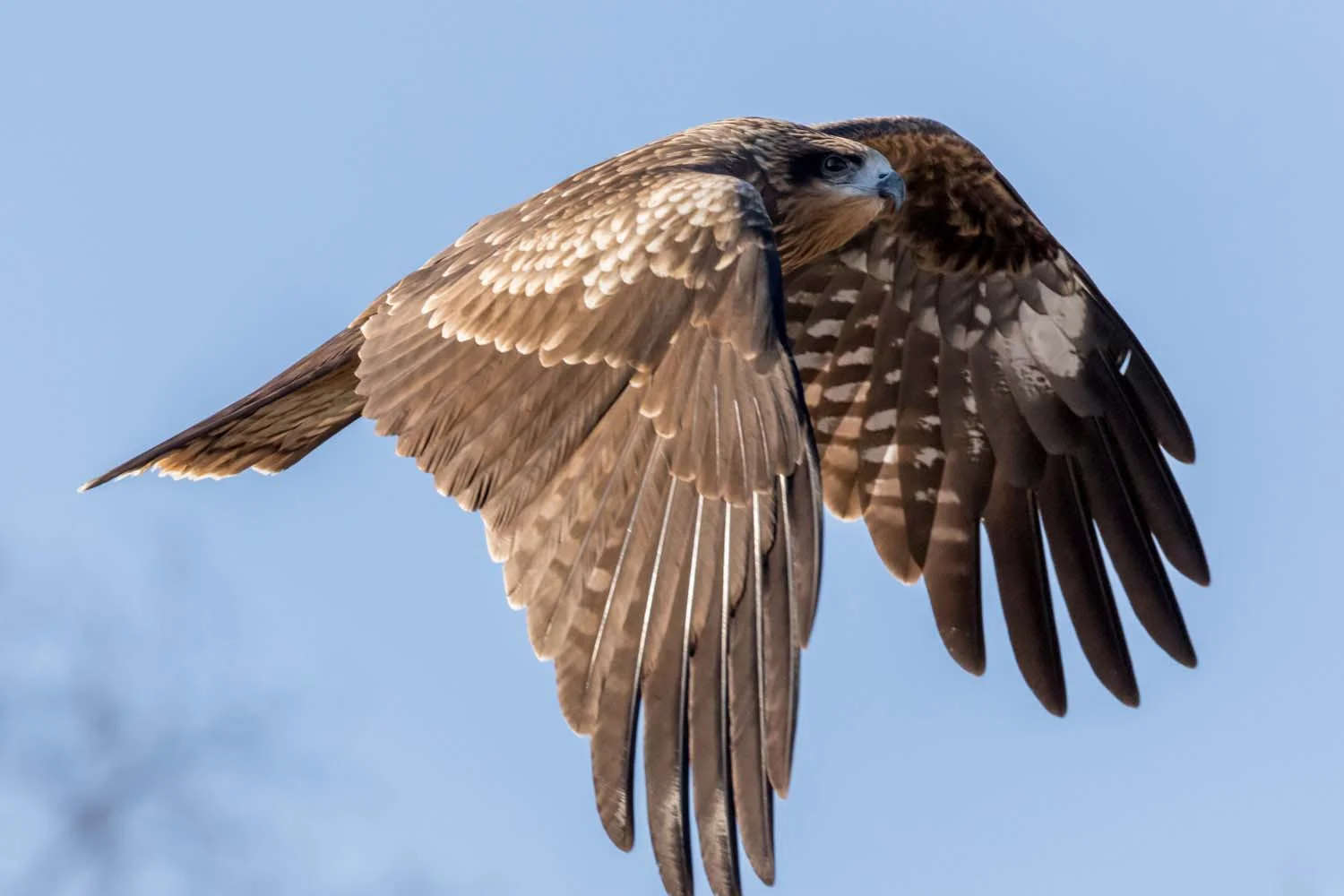 Flying eagle in Akan, Hokkaido, Japan