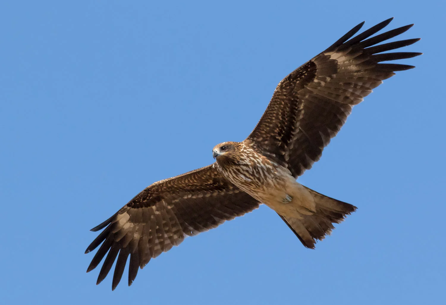 Flying eagle in Akan, Hokkaido, Japan