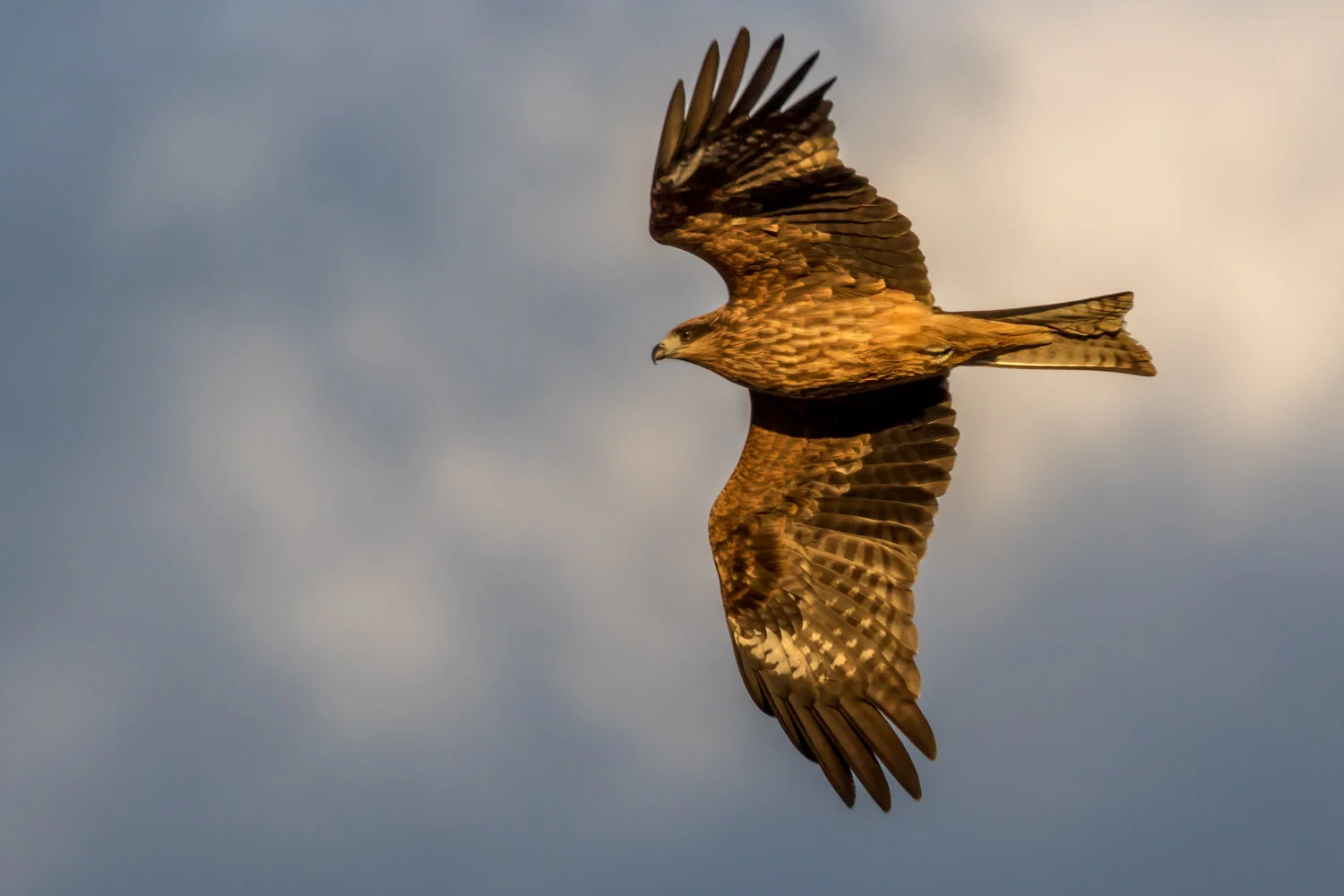 Flying eagle in Akan, Hokkaido, Japan
