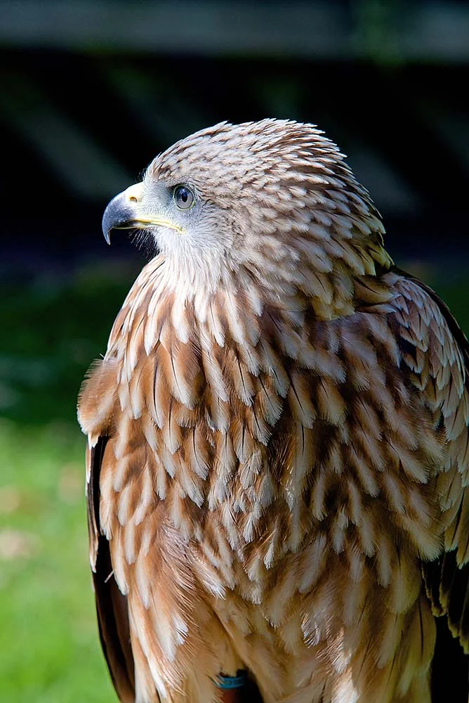 Eagle in Worcestershire, United Kingdom