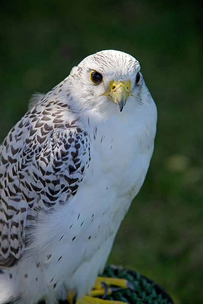 Eagle in Worcestershire, United Kingdom