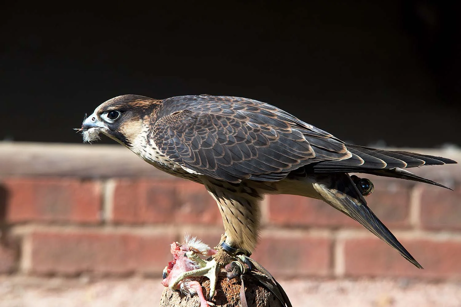 Eagle in Worcestershire, United Kingdom