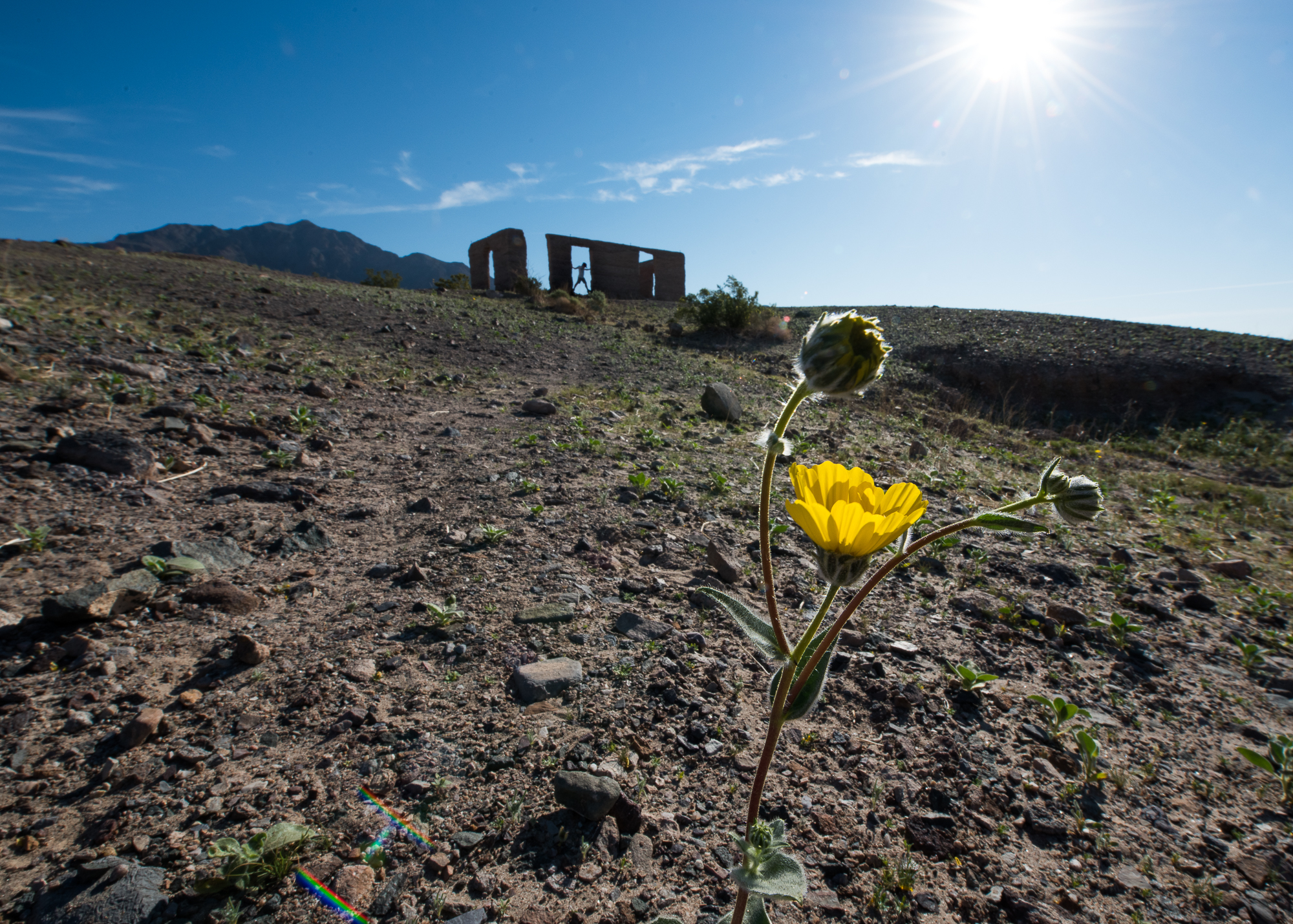DesertGold-1.jpg