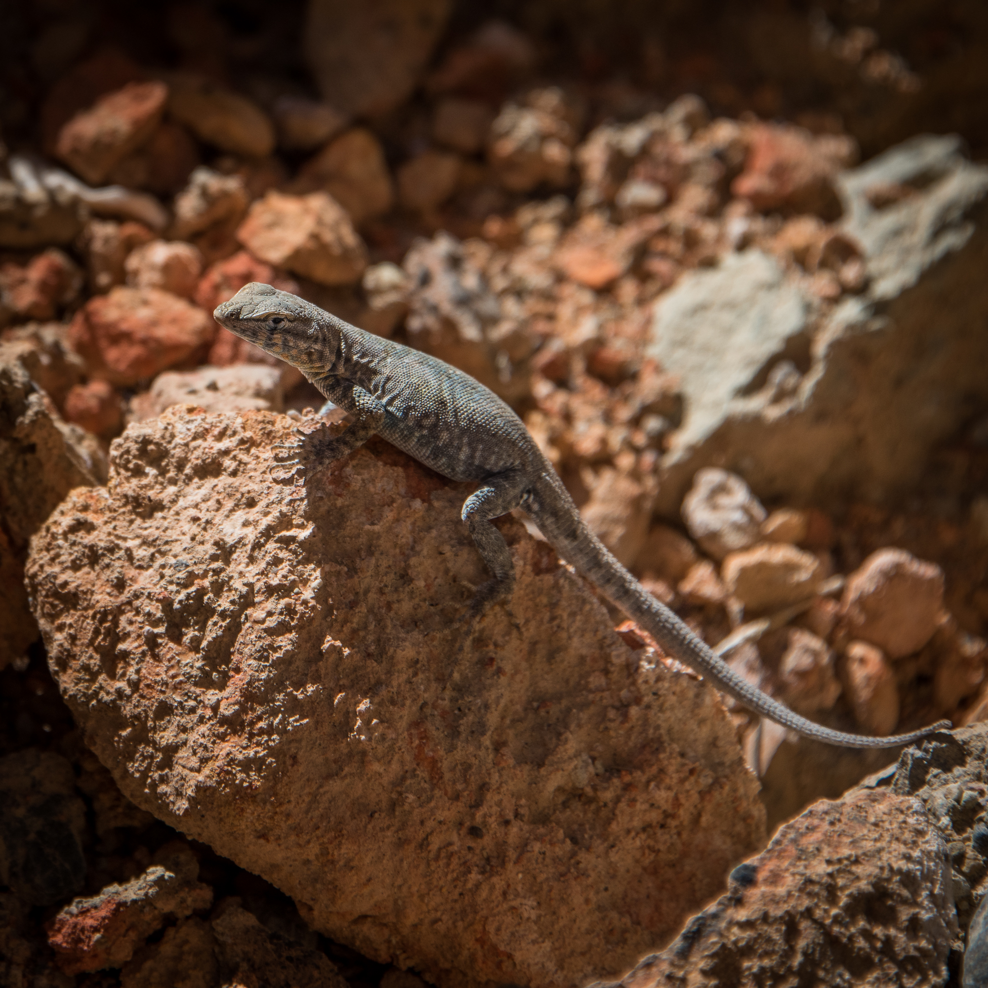 Lizard1-1.jpg