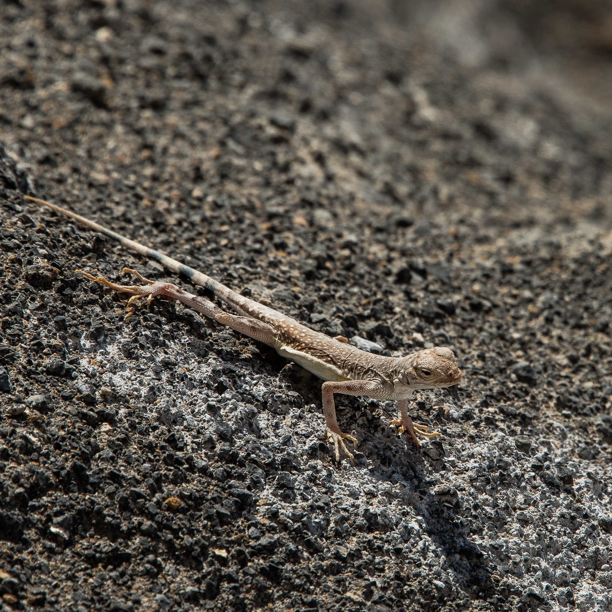 Lizard2-1.jpg