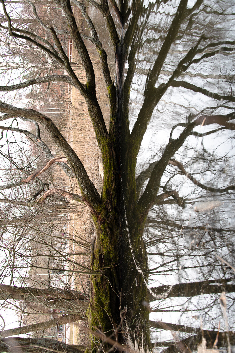 Tree, reflected