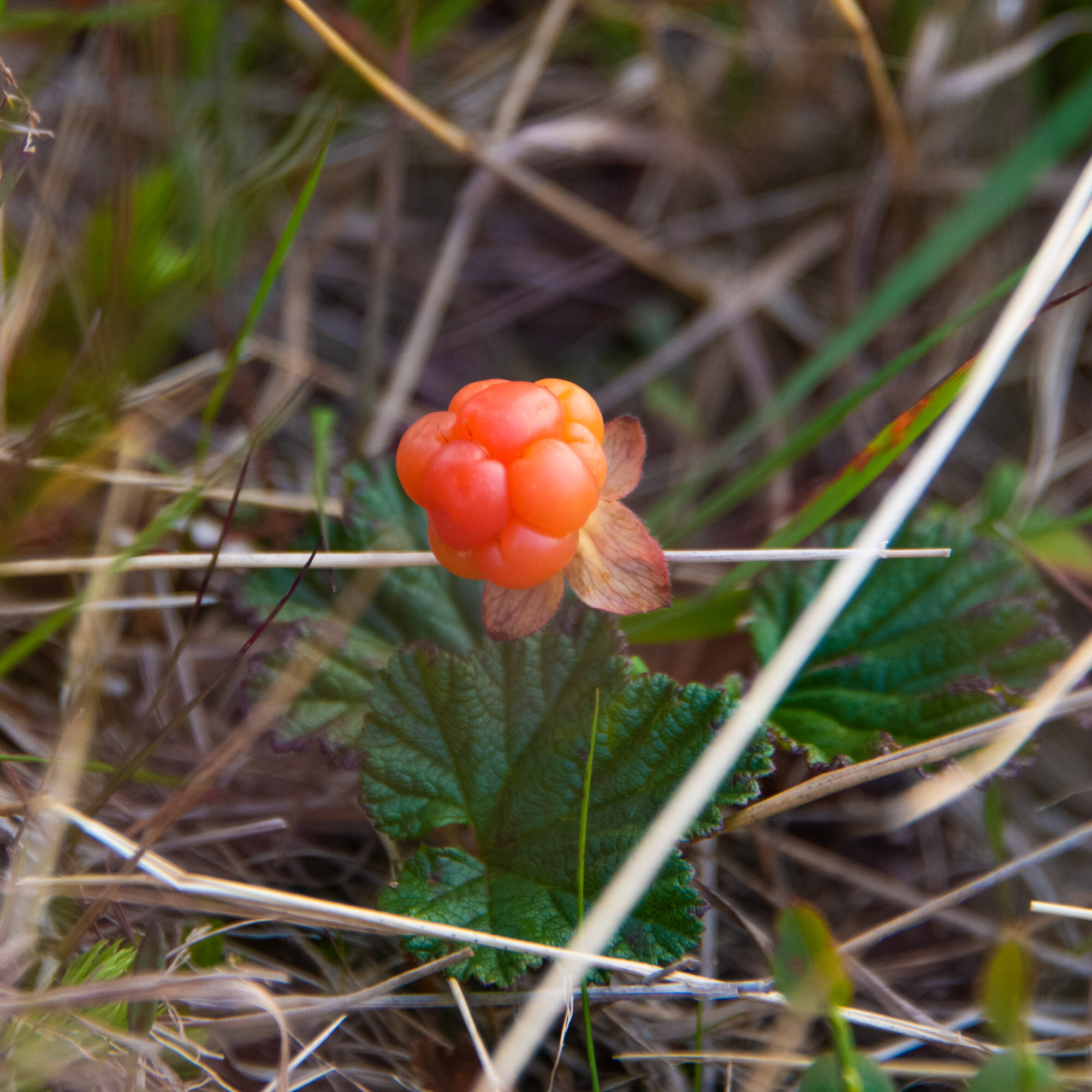 Lapland-6.jpg
