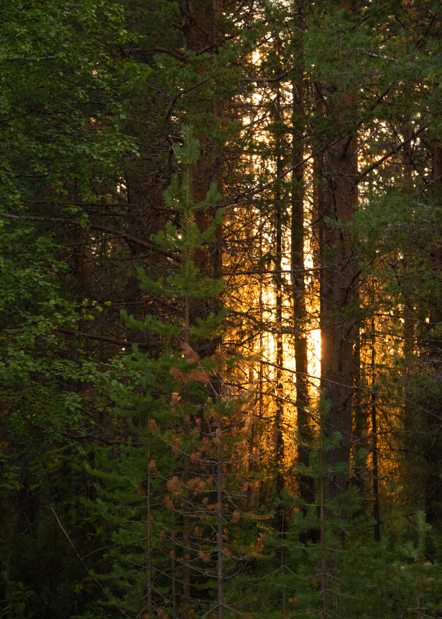 Lapland-24.jpg